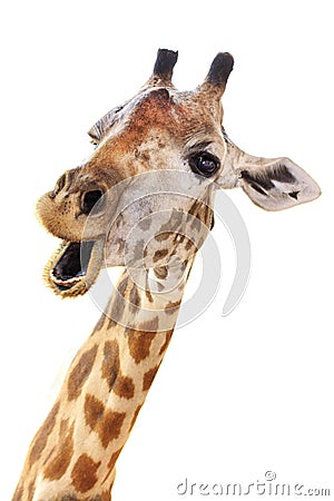 Giraffe head face look funny Stock Photo