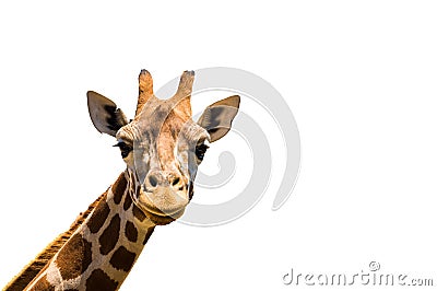 Giraffe head isolated on white background Stock Photo