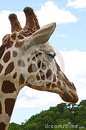 Giraffe Head Stock Photo