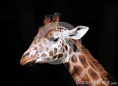 Giraffe Head and Neck against a solid black background Stock Photo