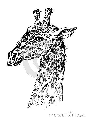 Giraffe head Vector Illustration