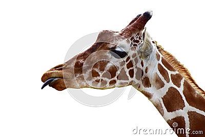 Giraffe head with tongue out Stock Photo