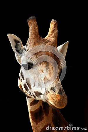 Giraffe headshot Stock Photo