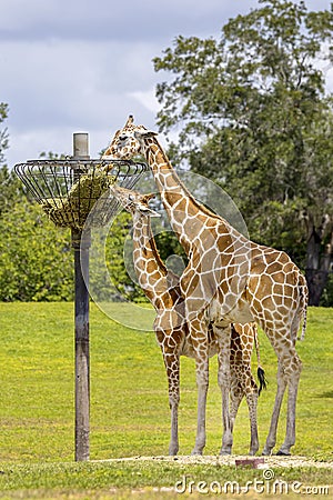 Giraffe and Her Young Eating Stock Photo
