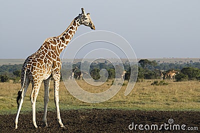 Giraffe Herd Stock Photo