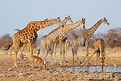 Giraffe herd at waterhole Stock Photo