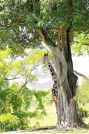 Giraffe Hiding Stock Photo