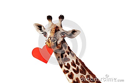 Giraffe hold red heart card in the mouth on white Stock Photo