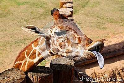 Giraffe Stock Photo