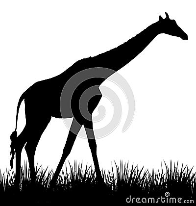 Giraffe illustration Stock Photo