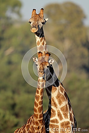 Giraffe interaction Stock Photo