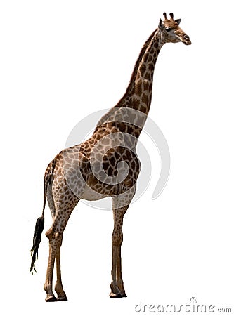 Giraffe isolated Stock Photo