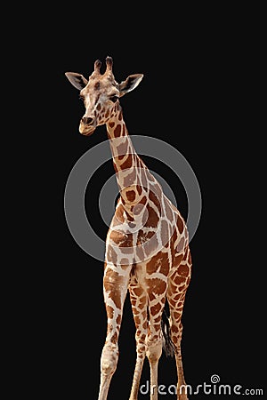 Giraffe isolated Stock Photo