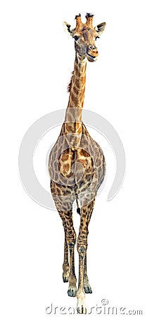 Giraffe isolated on white background Stock Photo