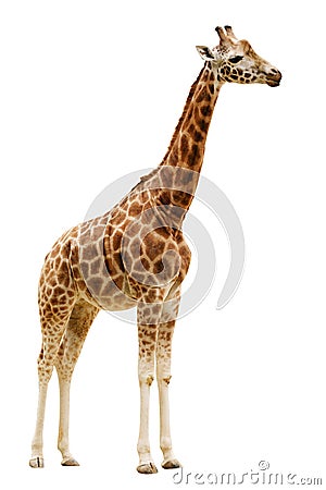 Giraffe isolated on white background. Stock Photo