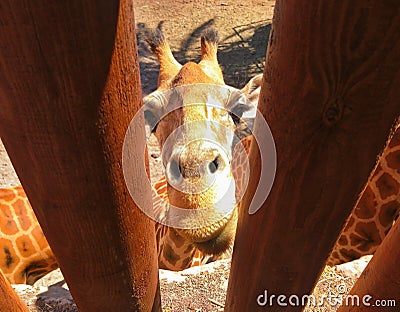 Giraffe jailed behind the fence Stock Photo