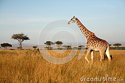 Giraffe (Kenya) Stock Photo