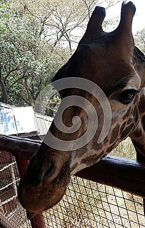 Giraffe Stock Photo