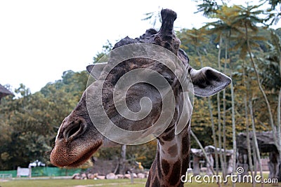 Giraffe Stock Photo