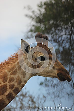 Giraffe in Kruger Stock Photo