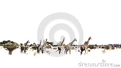 Giraffe in Kruger National park, South Africa Stock Photo
