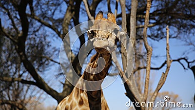 Giraffe at Lion Park in South Africa Stock Photo