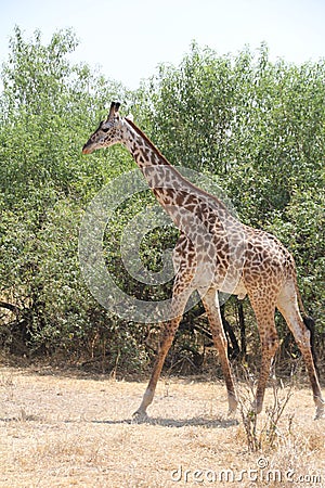 Giraffe looking for food day time. Stock Photo