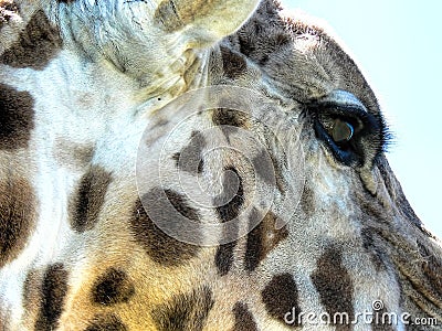 Giraffe Macro Stock Photo