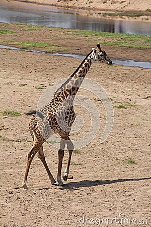 Giraffe ,most beautfully creature which attracts most tourist at ruaha national park Stock Photo