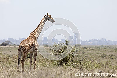 Giraffe with Nairobi in background Stock Photo