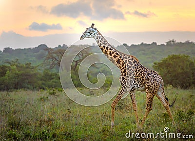 Giraffe in Nairobi city the capital of Kenya Stock Photo