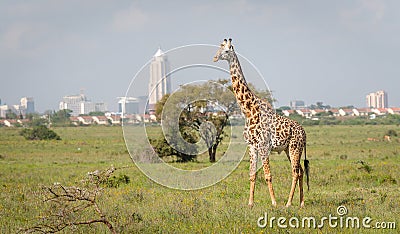 Giraffe in Nairobi city the capital of Kenya Stock Photo