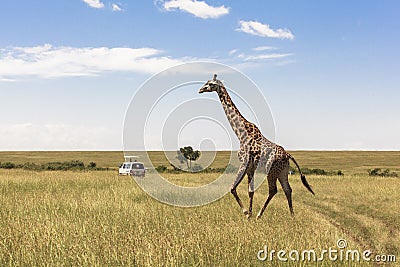 Giraffe In Nairobi Kenya Stock Photo