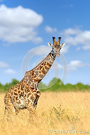 Giraffe in National park of Kenya Stock Photo