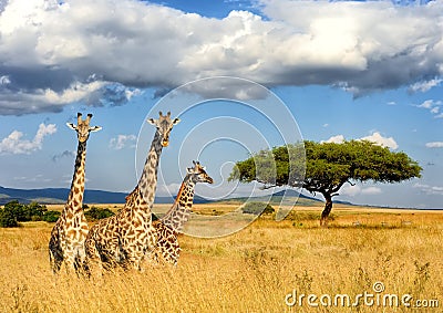 Giraffe in National park of Kenya Stock Photo