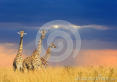 Giraffe in National park of Kenya Stock Photo