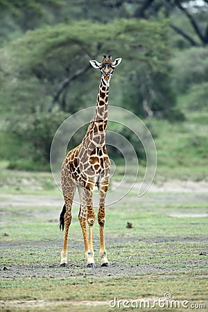 Giraffe in natural habitat in African natural park Stock Photo