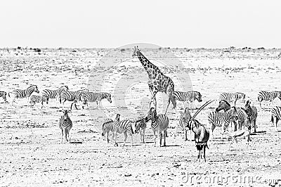Giraffe, oryx, springbok and Burchells zebras in Northern Namibia. Monochrome Stock Photo
