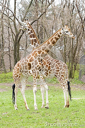 Giraffe Stock Photo