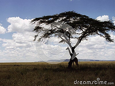 Giraffe playing hide and seek Stock Photo