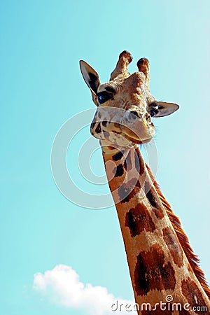 Giraffe Portrait Stock Photo