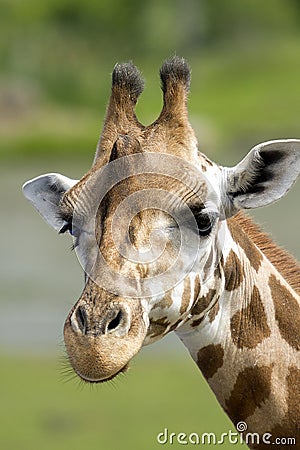 Giraffe Stock Photo