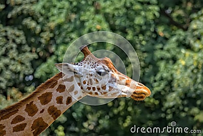 Giraffe profile Stock Photo