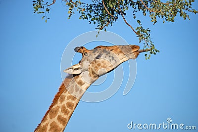 Giraffe profile head Stock Photo