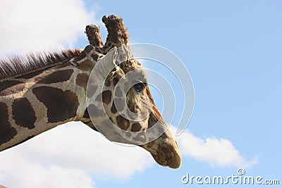 Giraffe Profile Stock Photo