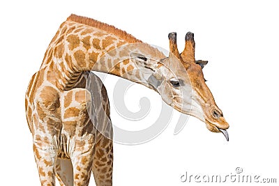 Giraffe put out tongue. Isolated on a white background. Clipping Stock Photo