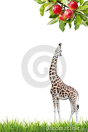 Giraffe Reaching Apple Stock Photo