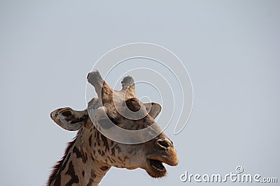 Giraffe at ruaha national park day time. Stock Photo