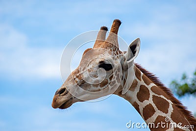 A giraffe& x27;s habitat is usually found in African savannas, grasslands or open woodlands Stock Photo