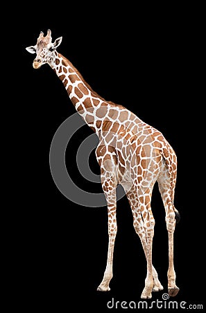 A giraffe`s habitat is usually found in African savannas, grasslands or open woodlands. Isolated on white background Stock Photo